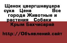 Щенок цвергшнауцера сука › Цена ­ 25 000 - Все города Животные и растения » Собаки   . Крым,Бахчисарай